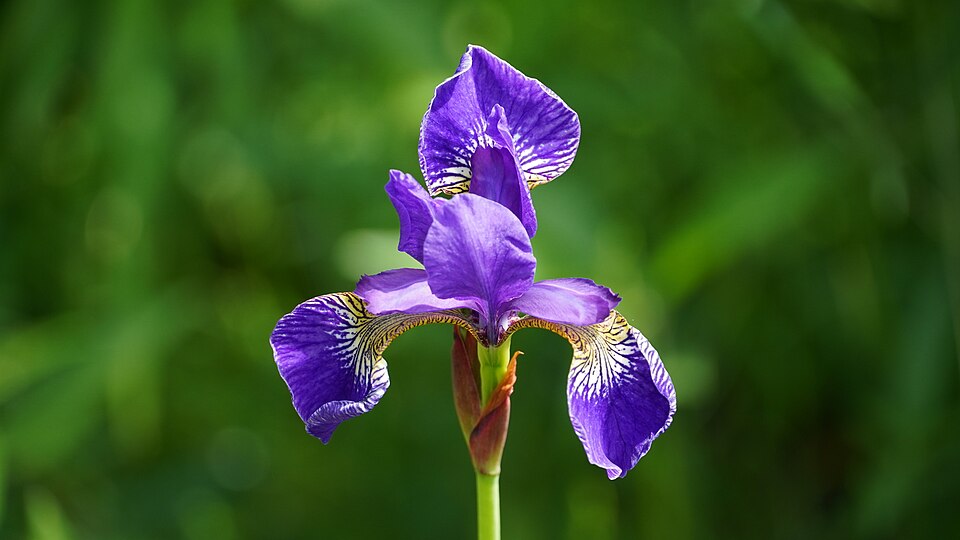 Verschiedenfarbige Schwertlilie Iris versicolor