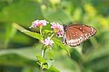 * Nomination Close wing posture Nectaring of Euploea core (Cramer, 1780) - Common Crow --Sandipoutsider 10:04, 29 May 2025 (UTC) * Promotion  Support Good quality. --Sebring12Hrs 19:02, 29 May 2025 (UTC)