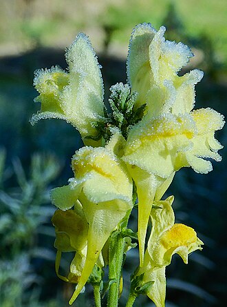 Linaiola comune (Linaria vulgaris) in autunno ricoperta di brina, alla cascata del Parco della Mola di Oriolo Romano
