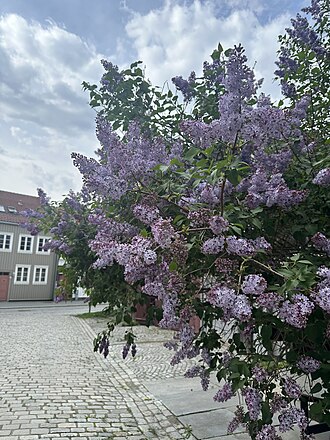 Flowers from Trondheim, Norway