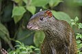 * Nomination Central American agouti (Dasyprocta punctata) --Charlesjsharp 09:33, 7 May 2025 (UTC) * Promotion  Support Good quality. --Felino Volador 16:05, 7 May 2025 (UTC)