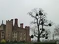 Mistletoe at Hampton Court Palace.