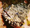 Oyster toadfish (Opsanus tau)