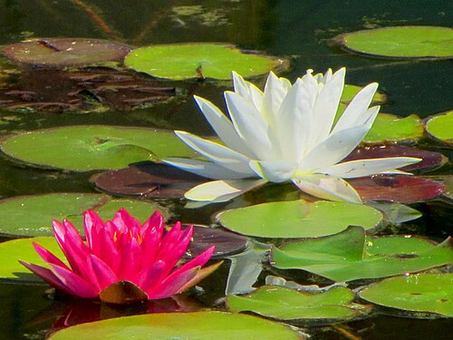 Pink and white Nymphaea lotus from Thessaloniki, Greece
