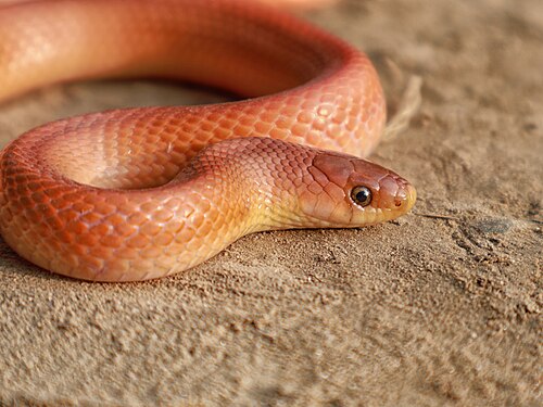 Only good photograph of Oligodon kheriensis on Wikimedia Commons