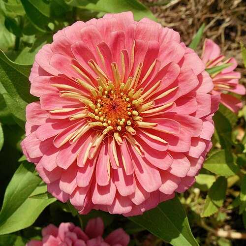 Zinnia elegan flower in Cornwall, Vermont