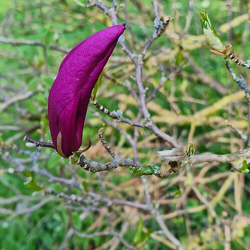 Rote Magnolienblüte beim Aufblühen im botanischen Garten zu Göttingen - Red Magnolie flower blossom out in the botanical garden in goettingen