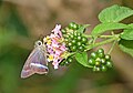 * Nomination Close wing Nectaring of Hasora chromus (Cramer, 1780) - Common Banded Awl (Male) --Sandipoutsider 10:14, 29 May 2025 (UTC) * Promotion  Support Good quality. --Sebring12Hrs 12:42, 29 May 2025 (UTC)