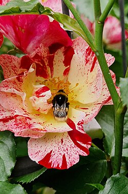 Rosa 'Fourth of July'