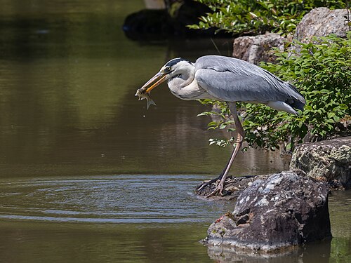Ardea cinerea (Grey heron) eating fish