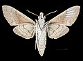 * Nomination Rhagastis albomarginatus everetti - △ Ventral side. By User:Archaeodontosaurus --Olivier LPB 08:11, 28 May 2025 (UTC) * Promotion  Support Good quality. --Ermell 08:23, 28 May 2025 (UTC)