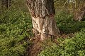 * Nomination Beaver damage at the Main near the Krimmerswörthsee south of Zeil am Main --Plozessor 03:29, 29 May 2025 (UTC) * Promotion  Support Good quality.--Agnes Monkelbaan 04:30, 29 May 2025 (UTC)