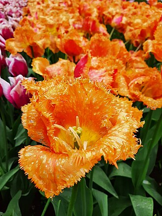 Fringed Tulip in the Netherlands