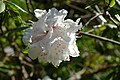 * Nomination: Rhododendron strigillosum var. monosematum in the botanical garden in Munich, Germany --Kritzolina 05:42, 5 May 2025 (UTC) * * Review needed