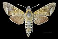 * Nomination Rhagastis albomarginatus everetti - Dorsal side. By User:Archaeodontosaurus --Olivier LPB 08:11, 28 May 2025 (UTC) * Promotion  Support Good quality. --Ermell 08:23, 28 May 2025 (UTC)