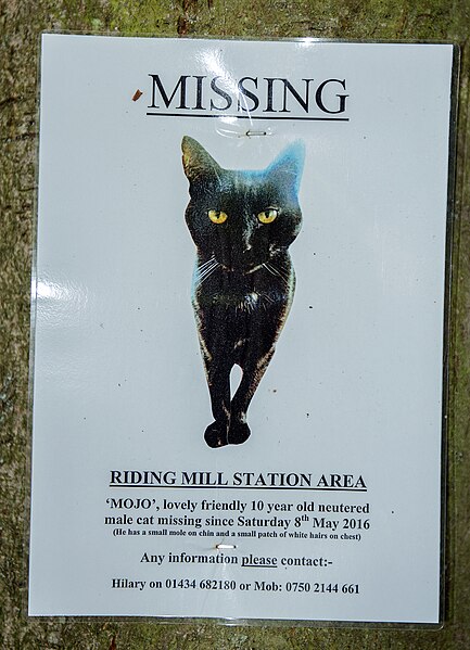 File:Lost cat poster - Riding Mill - geograph.org.uk - 5088386.jpg