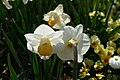 * Nomination: Cupped Narcissus cultivar "Salome" in the botanical garden in Munich --Kritzolina 15:19, 2 May 2025 (UTC) * * Review needed