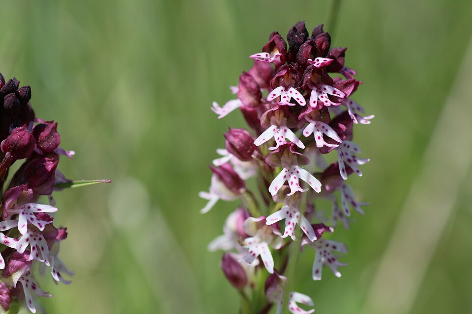 Neotinea ustulata var. ustulata auf einer Lechbrenne, Detailansicht des Blütenstand