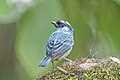 * Nomination Golden-naped tanager (Chalcothraupis ruficervix leucotis) --Charlesjsharp 09:02, 28 May 2025 (UTC) * Promotion  Support Good quality. --Harlock81 12:08, 28 May 2025 (UTC)
