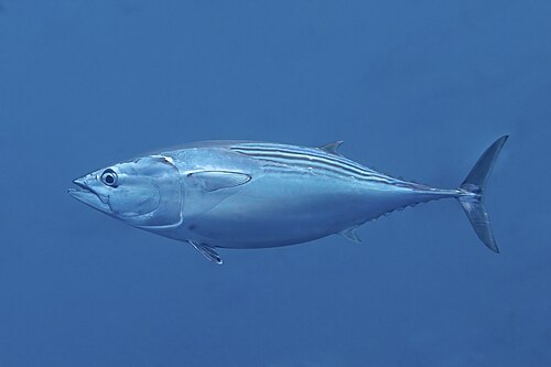 Black skipjack tuna (Euthynnus lineatus), San José del Cabo, Baja California, Mexico