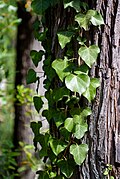* Nomination Vine on a tree, Monsanto Florets Park, Lisbon, Portugal (by Julesvernex2) --Sebring12Hrs 06:43, 28 May 2025 (UTC) * Promotion  Support Good quality. --TorinoDoc 07:19, 28 May 2025 (UTC)
