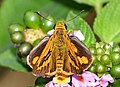 * Nomination Open wing posture Nectaring of Telicota colon (Fabricius, 1775) - Pale Palm-Dart (Male) --Sandipoutsider 10:18, 29 May 2025 (UTC) * Decline  Oppose Too unsharp. --Sebring12Hrs 12:42, 29 May 2025 (UTC)