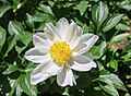 * Nomination Flower- Paeoina lactoflora in 2025 --Boaventuravinicius 02:58, 29 May 2025 (UTC) * Promotion  Support Good quality. --Plozessor 03:32, 29 May 2025 (UTC)