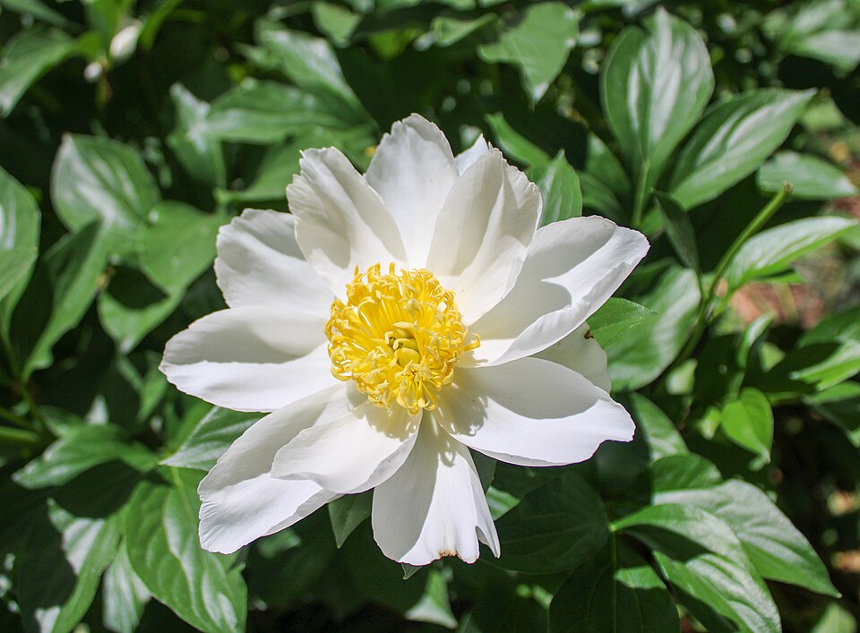 Flower- Paeoina lactoflora in 2025