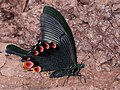 * Nomination Papilio arcturus Westwood, 1842 - Blue Peacock. By User:Atanu Bose Photography --Atudu 10:15, 26 May 2025 (UTC) * Promotion  Support Good quality. --Romzig 16:53, 29 May 2025 (UTC)