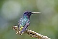 * Nomination Golden-tailed sapphire (Chrysuronia oenone) male --Charlesjsharp 09:02, 28 May 2025 (UTC) * Promotion  Support Good quality. --ROCKY 09:06, 28 May 2025 (UTC)