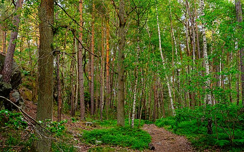 Forest in Nackareservatet, Stockholm.