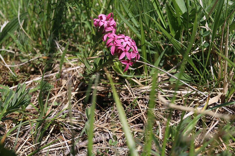 Rosmarin-Seidelbast auf einer Lechbrenne im Landkreis Donau-Ries