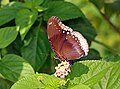 * Nomination: Close wing position Nectaring activity of Hypolimnas bolina (Linnaeus, 1758) - Great Eggfly (Female) --Sandipoutsider 11:45, 27 May 2025 (UTC) * * Review needed