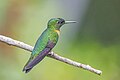 * Nomination Gould's jewelfront (Heliodoxa aurescens) male --Charlesjsharp 09:02, 28 May 2025 (UTC) * Promotion  Support Good quality. --ROCKY 09:06, 28 May 2025 (UTC)