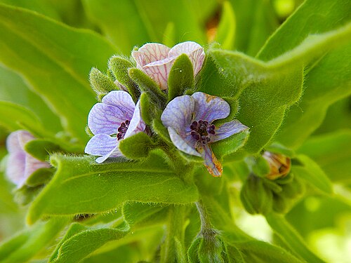 Fiori di Cynoglossum creticum lungo un sentiero verso San Bernardino del Malpasso nel Parco Regionale di Bracciano-Martignano