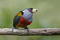 * Nomination Toucan barbet (Semnornis ramphastinus) --Charlesjsharp 10:20, 8 May 2025 (UTC) * Promotion  Support Good quality. --Benjism89 10:44, 8 May 2025 (UTC)
