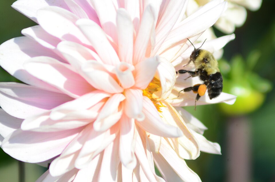 Bee flying away from a dahila