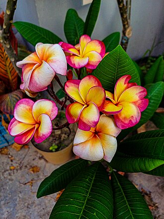 Frangipani (Plumeria rubra)