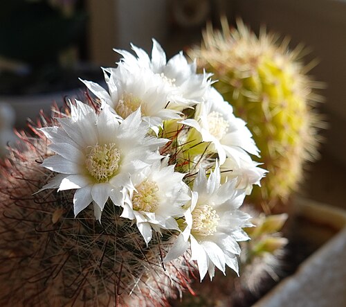 Weiße Blüten einer Mammillaria