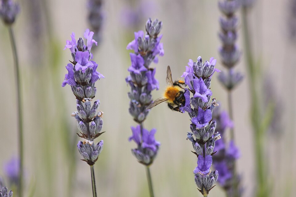 Lavendelblüten mit einer fleißigen Biene im eigenen Garten - Lavender flowers with a busy bee in your own garden - Fleurs de lavande avec une abeille laborieuse dans son propre jardin.