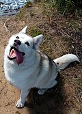 *Nomination Huskie in Orekhovo --Lvova 06:38, 29 May 2025 (UTC) * Discussion  Oppose The left area is not sharp. --Sebring12Hrs 20:41, 29 May 2025 (UTC) Cropped. --Lvova 08:51, 30 May 2025 (UTC)