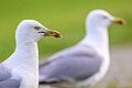 * Nomination Herring gulls --Stephan Sprinz 12:18, 9 May 2025 (UTC) * Promotion  Support Good quality. --FlocciNivis 14:23, 9 May 2025 (UTC)