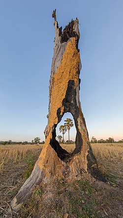 Two Arecaceae in the fields viewed through a hole in a tree stump damaged by fire in Laos