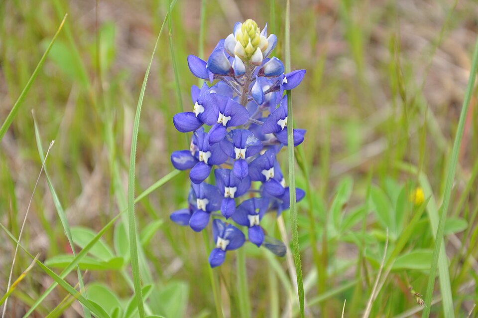 Bluebonnet in Texas
