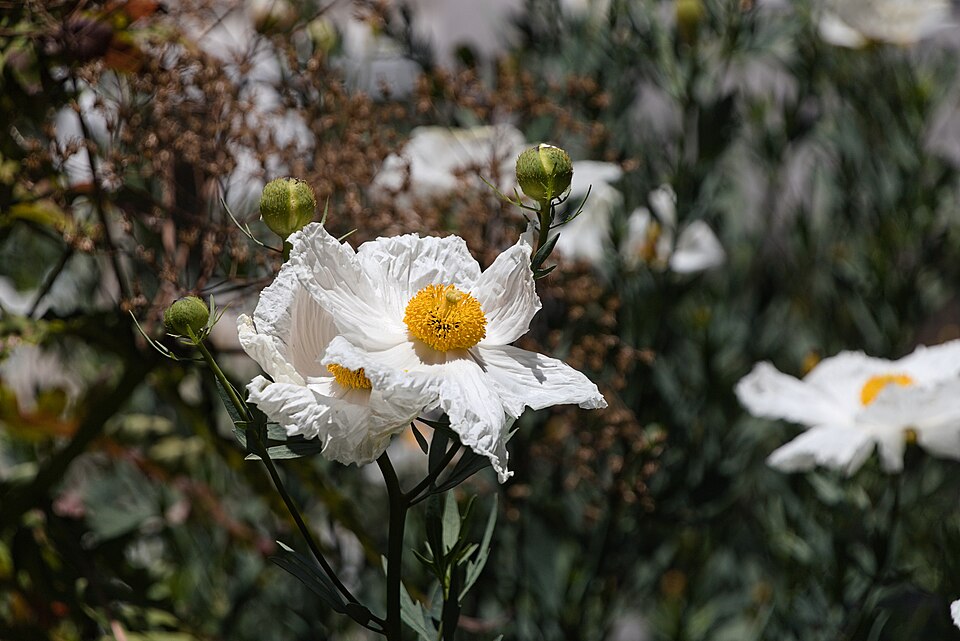 California tree poppy (Romneya coulteri) in bloom at Telegraph Hill, San Francisco, USA