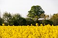 * Nomination Rapeseed field in the Dernekamp hamlet, Kirchspiel, Dülmen, North Rhine-Westphalia, Germany --XRay 03:28, 6 May 2025 (UTC) * Decline  Oppose Too much blurred foreground. --Tagooty 03:15, 9 May 2025 (UTC)