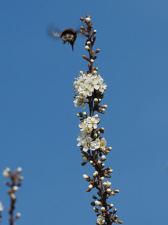 Blackthorn flowers are an early food for bumblebees in spring
