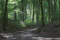 * Nomination: Hamburg-Heimfeld, landscape protection area HH-2039 „Vahrendorf Forst (Haake), Heimfeld, Eißendorf und Marmstorf", Kaiserstuhl --KaiBorgeest 21:32, 29 May 2025 (UTC) * * Review needed