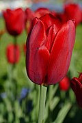 * Nomination Single late tulipa cultivar 'Kingsblood' in the botanical garden in Munich, Germany --Kritzolina 05:45, 7 May 2025 (UTC) * Promotion  Support Good quality. --George Chernilevsky 08:21, 7 May 2025 (UTC)
