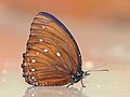 * Nomination: Elymnias patna (Westwood,1851) - Blue-striped Palmfly. By User:Atanu Bose Photography --Atudu 07:07, 29 May 2025 (UTC) * * Review needed